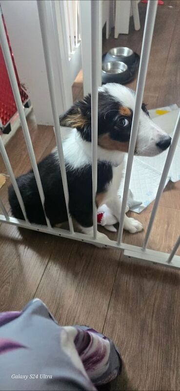 Border Collie puppies for sale in Glasgow, City of Glasgow – 3 months old - Image 2 of 3