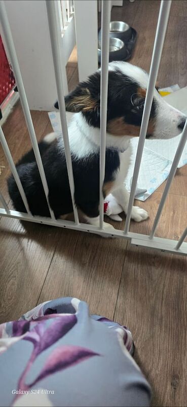 Border Collie puppies for sale in Glasgow, City of Glasgow – 3 months old - Image 3 of 3