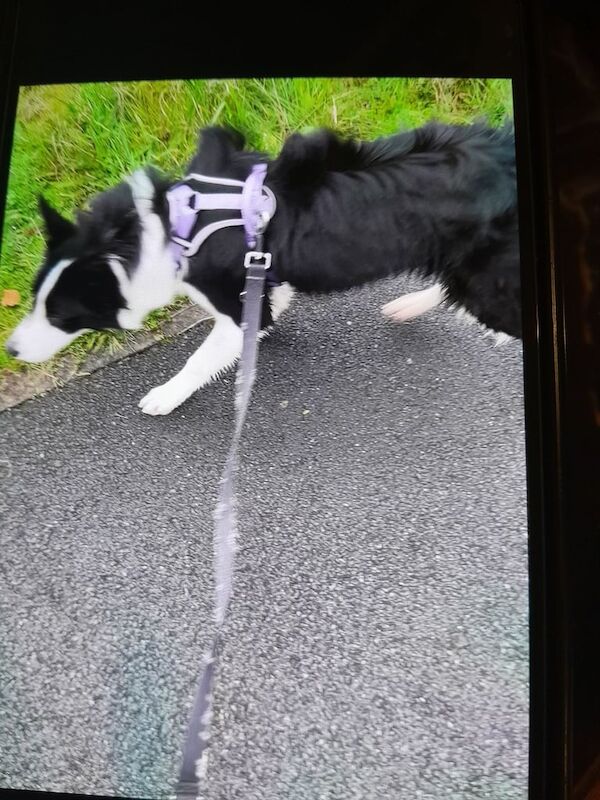 Border Collie puppies for sale in Omagh, County Tyrone – 7 months old