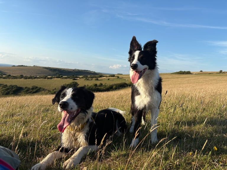 Border Collie puppies for sale in Heathfield, East Sussex – 6 months old