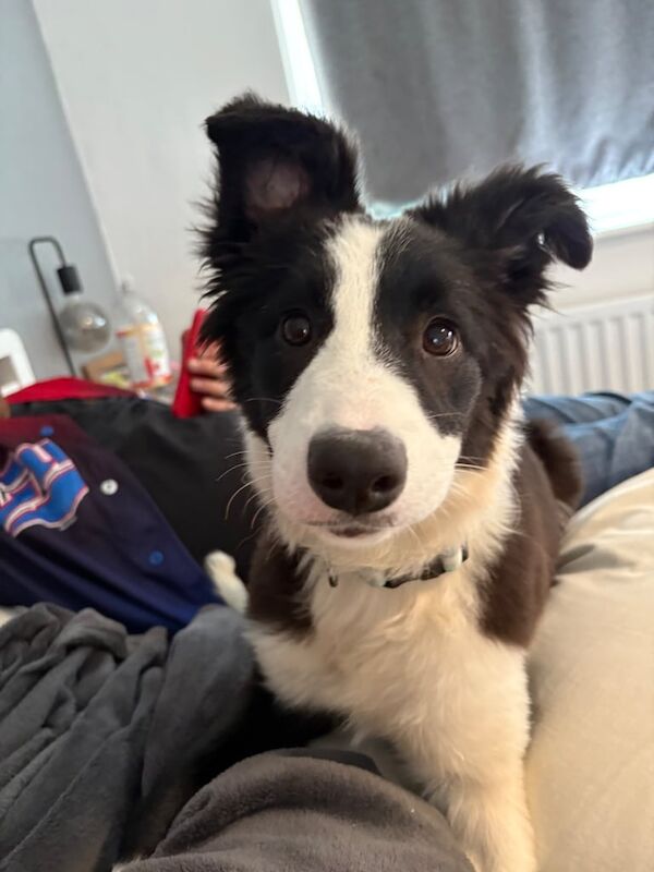 Border Collie puppies for sale in Heathfield, East Sussex – 6 months old - Image 2 of 3