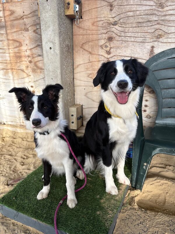 Border Collie puppies for sale in Heathfield, East Sussex – 6 months old - Image 3 of 3