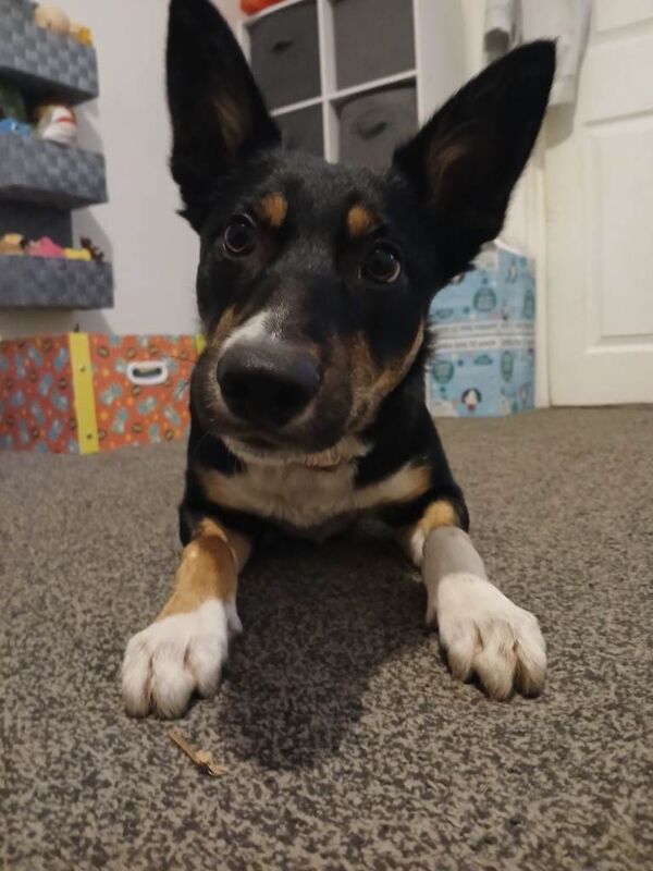 Border Collie puppies for sale in Redcar, North Yorkshire – 8 months old