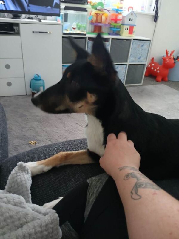 Border Collie puppies for sale in Redcar, North Yorkshire – 8 months old - Image 4 of 4