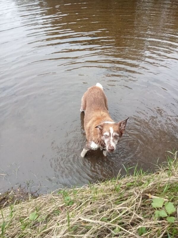 Border Collie puppies for sale in Bedale, North Yorkshire – 9 years old