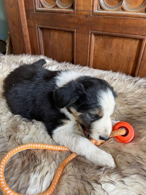 Border collie babies looking for new families - Image 5 of 8