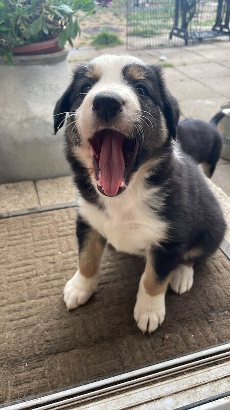 Border Collie puppies for sale in Hornsea, East Riding of Yorkshire – 8 weeks old