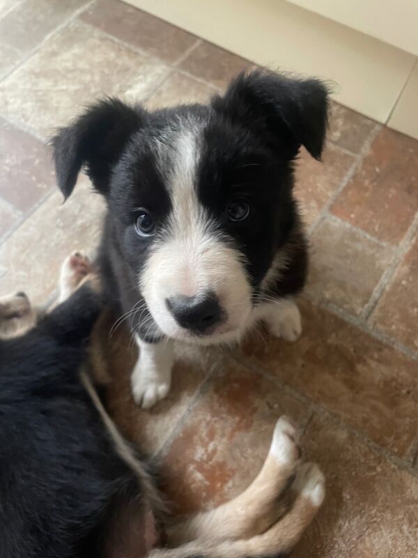 Border Collie puppies for sale in Hornsea, East Riding of Yorkshire – 8 weeks old - Image 2 of 4