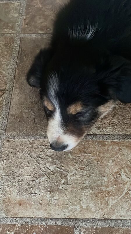 Border Collie puppies for sale in Hornsea, East Riding of Yorkshire – 8 weeks old - Image 3 of 4