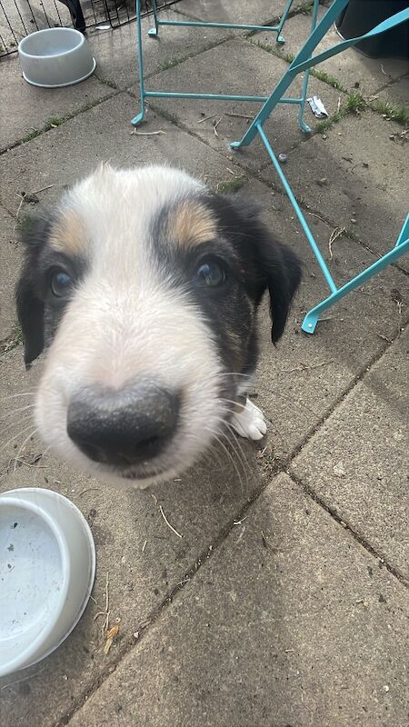 Border Collie puppies for sale in Hornsea, East Riding of Yorkshire – 8 weeks old - Image 4 of 4