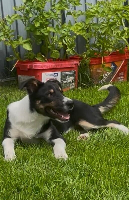 Border Collie puppies for sale in Baldock, Hertfordshire – 4 months old