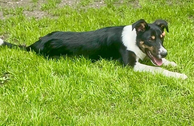 Border Collie puppies for sale in Baldock, Hertfordshire – 5 months old - Image 2 of 3