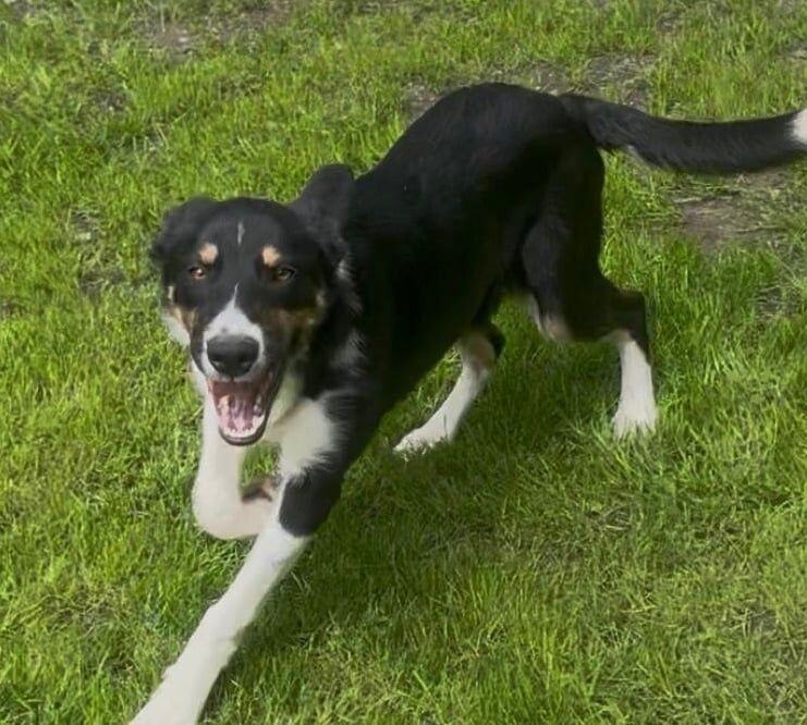 Border Collie puppies for sale in Baldock, Hertfordshire – 5 months old - Image 3 of 3
