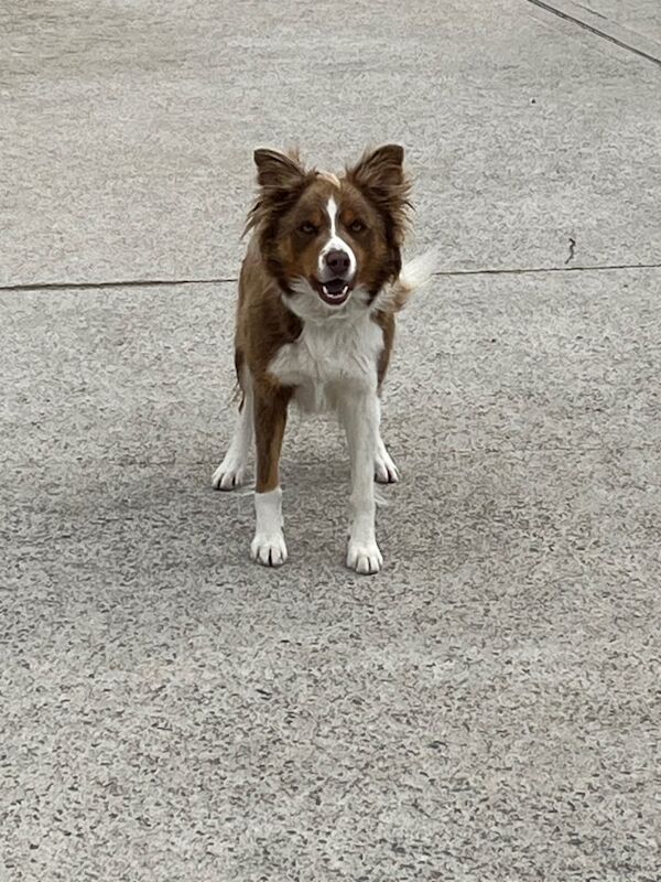 Border Collie puppies for sale in Armagh, County Armagh – 3 years old