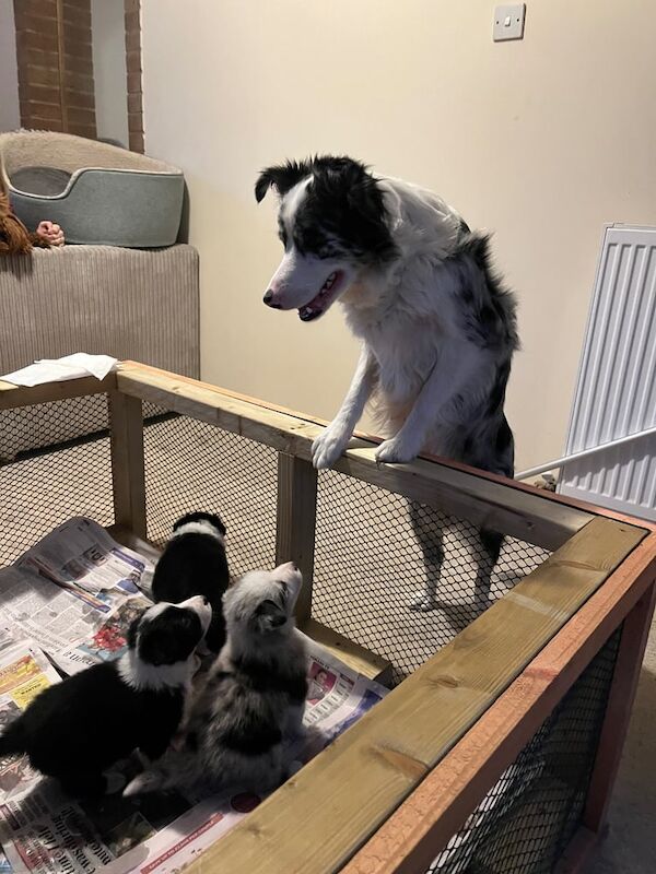 Border Collie puppies for sale in Grantham, Lincolnshire – KC registered, 4 weeks old