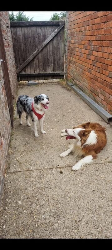 Border Collie puppies for sale in Grantham, Lincolnshire – KC registered, 4 weeks old - Image 2 of 5