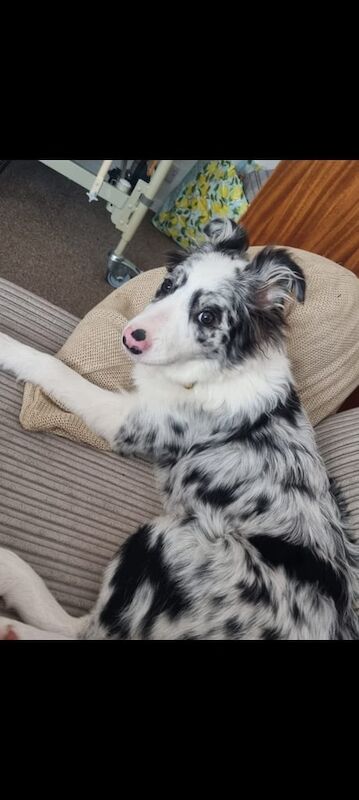 Border Collie puppies for sale in Grantham, Lincolnshire – KC registered, 4 weeks old - Image 3 of 5