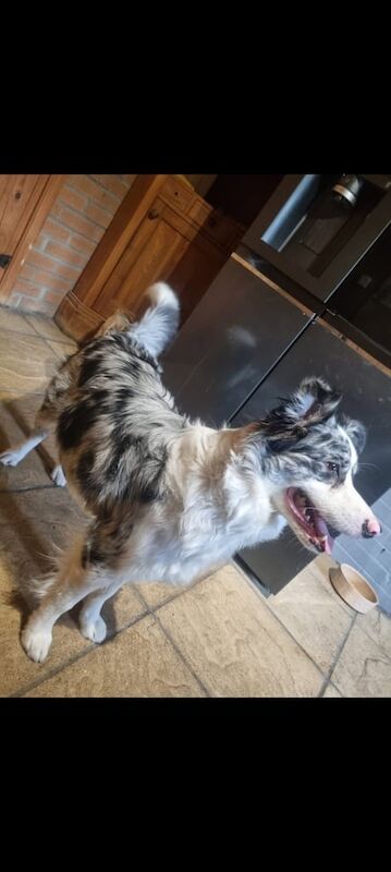 Border Collie puppies for sale in Grantham, Lincolnshire – KC registered, 4 weeks old - Image 4 of 5