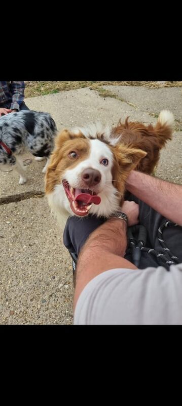 Border Collie puppies for sale in Grantham, Lincolnshire – KC registered, 4 weeks old - Image 5 of 5