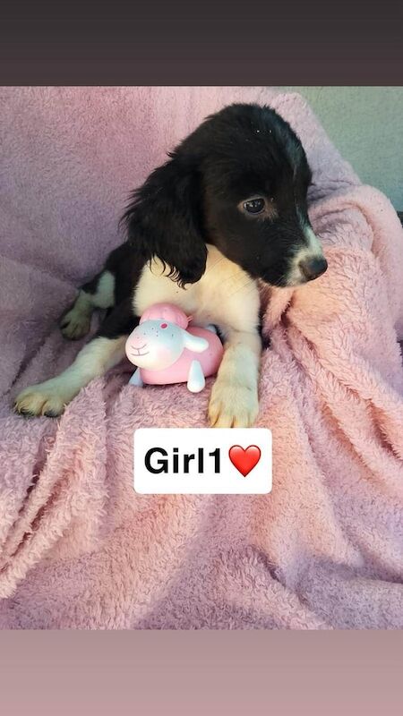 Border Collie puppies for sale in Ware, Hertfordshire – 7 weeks old