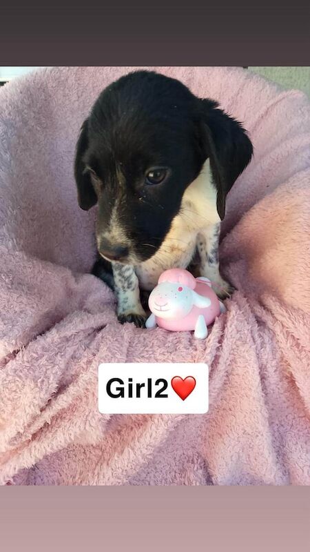 Border Collie puppies for sale in Ware, Hertfordshire – 7 weeks old - Image 2 of 3