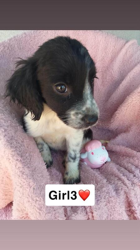 Border Collie puppies for sale in Ware, Hertfordshire – 7 weeks old - Image 3 of 3