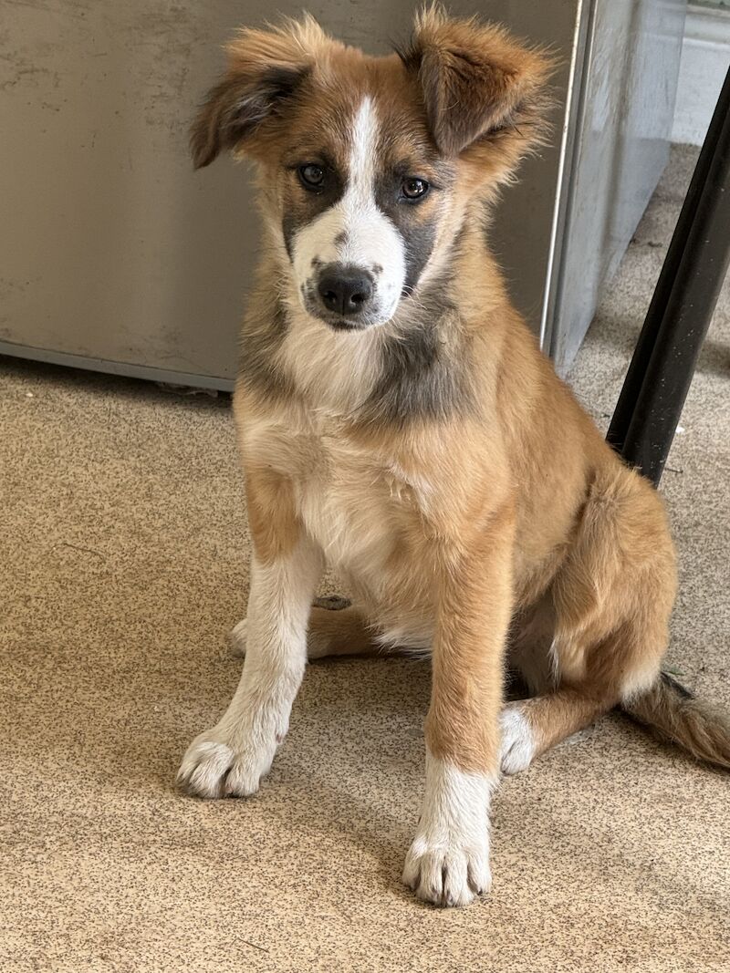 Border collie cross New Zealand shepherd for sale in Nottinghamshire | Image 2