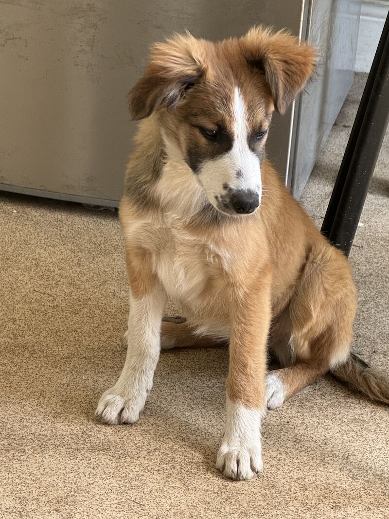 Border collie cross New Zealand shepherd for sale in Nottinghamshire | Image 3