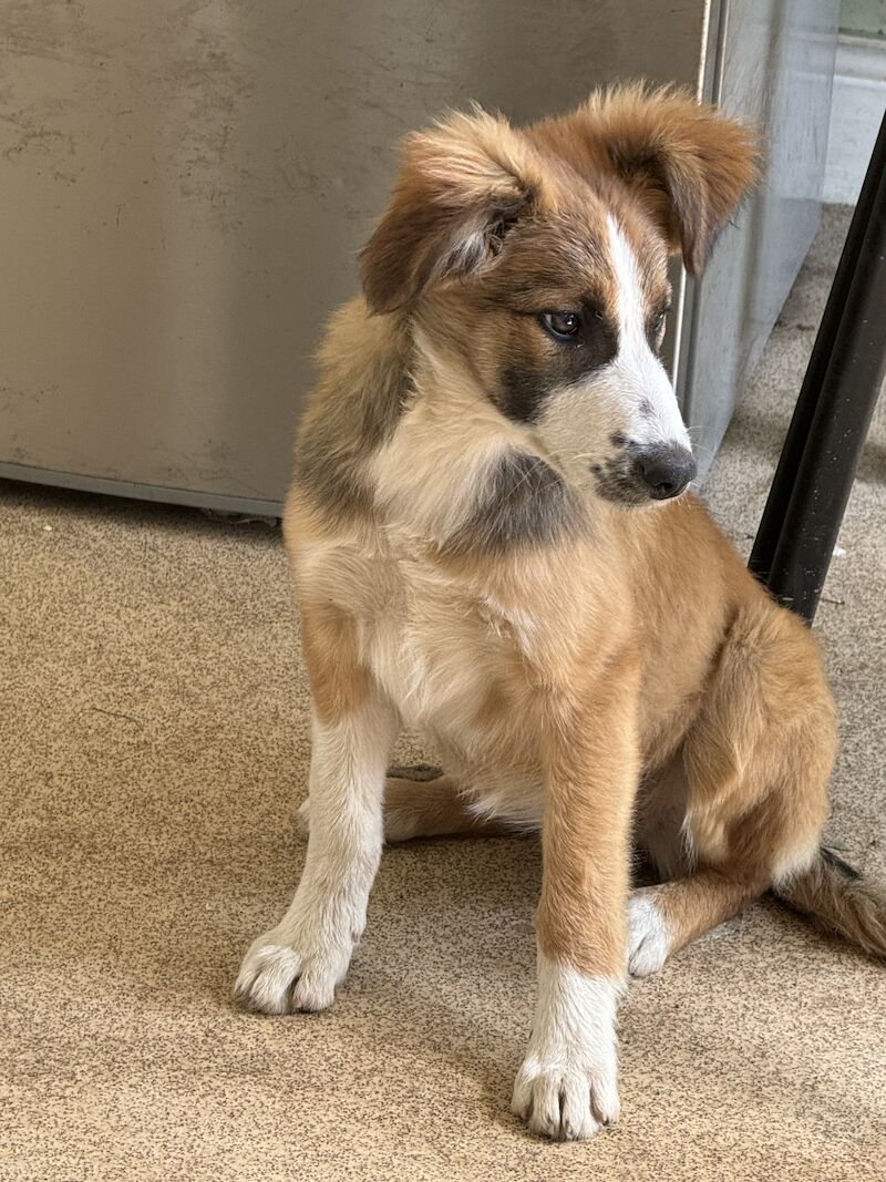 Border collie cross New Zealand shepherd for sale in Nottinghamshire | Image 4