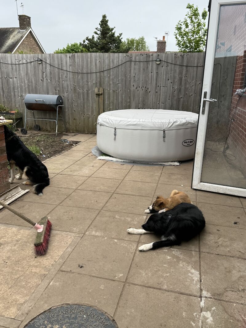 Border Collie puppies for sale in Nottinghamshire – 1 year old - Image 5 of 5