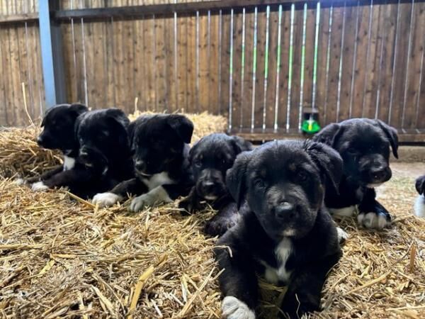 Border collie cross rottweiler puppies for sale in Bacup, Lancashire - Image 4