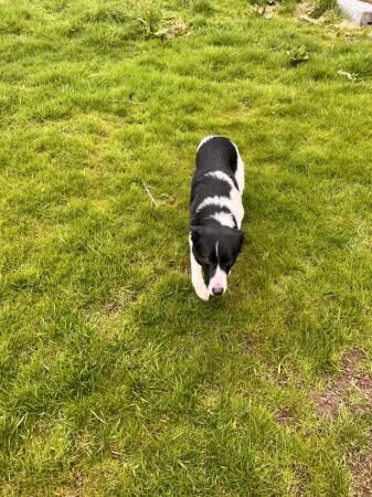 Border collie dog 3 years old for sale in Lauder, Scottish Borders - Image 1