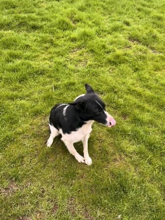 Border collie dog 3 years old for sale in Lauder, Scottish Borders - Image 2