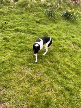 Border collie dog 3 years old for sale in Lauder, Scottish Borders - Image 3