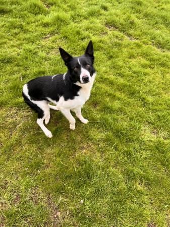 Border collie dog 3 years old for sale in Lauder, Scottish Borders - Image 5