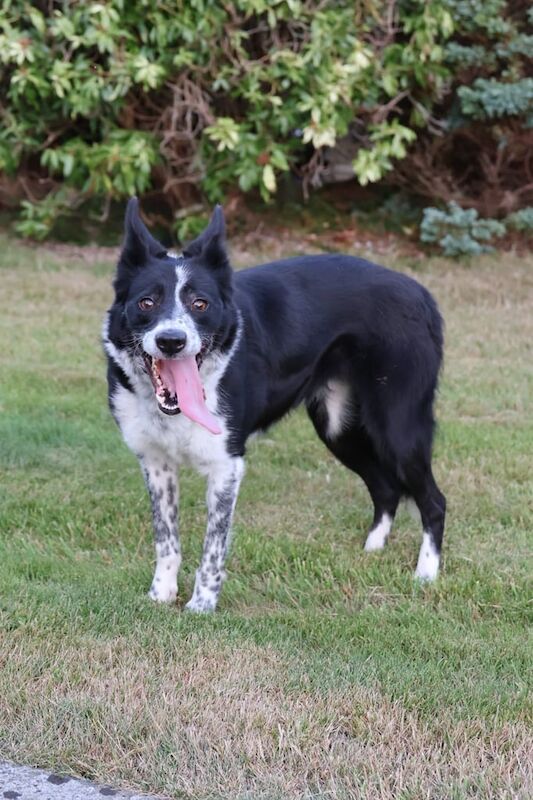 Border Collie puppies for sale in Hillsborough, County Down – 3 years old