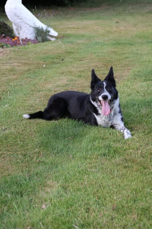 Border Collie puppies for sale in Hillsborough, County Down – 3 years old - Image 2 of 3