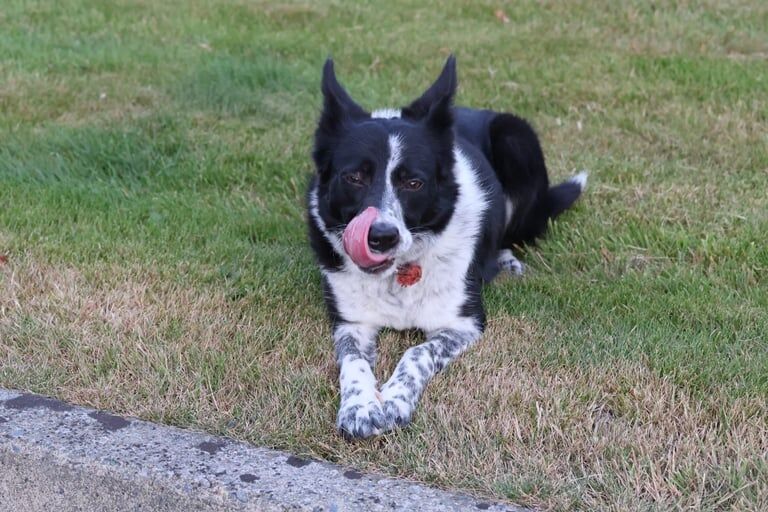 Border Collie puppies for sale in Hillsborough, County Down – 3 years old - Image 3 of 3