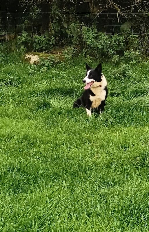 Border Collie puppies for sale in Ballymena, County Antrim – 2 years old