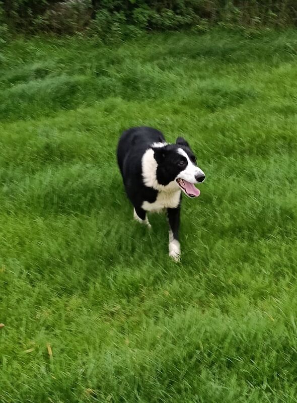 Border Collie puppies for sale in Ballymena, County Antrim – 2 years old - Image 2 of 3