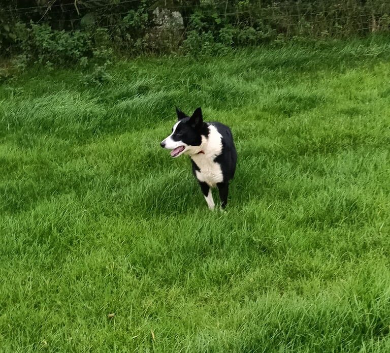 Border Collie puppies for sale in Ballymena, County Antrim – 2 years old - Image 3 of 3