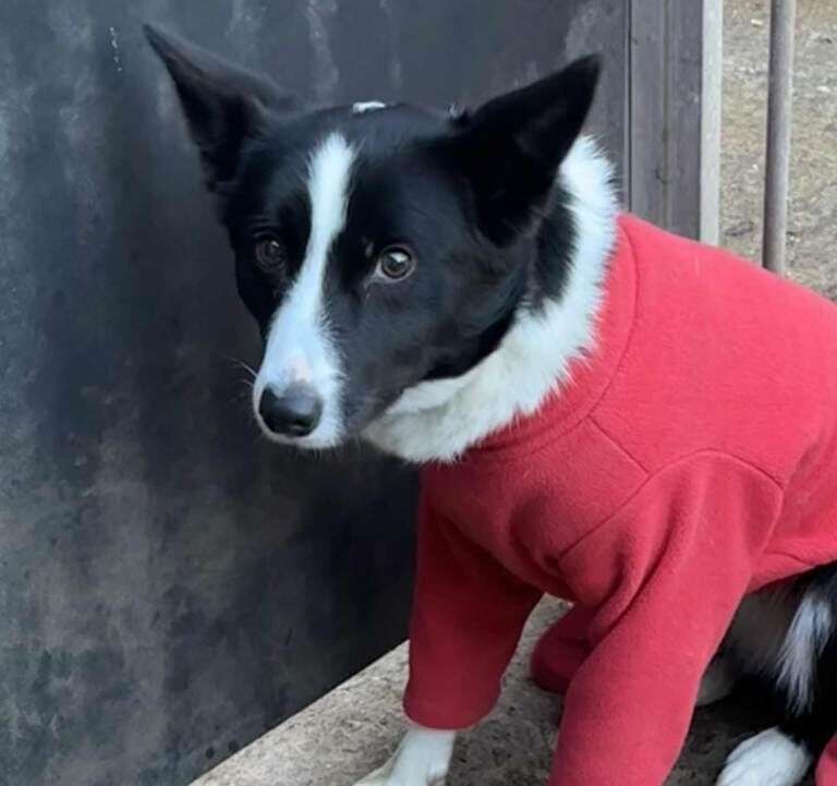 Border Collie puppies for sale in Stoke-on-Trent, Staffordshire – 2 years old