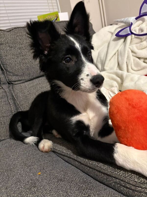 Border Collie puppies for sale in Hartcliffe, Bristol – 4 months old