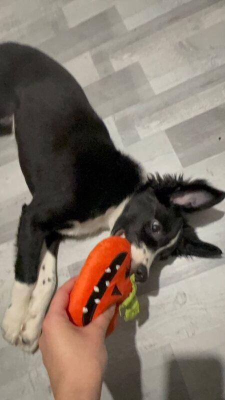 Border collie female puppy - Image 2 of 5