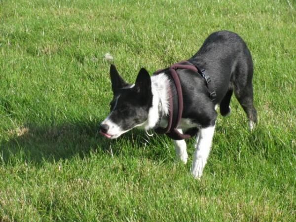 Border Collie for Rehoming for sale in Elgin, Moray - Image 1