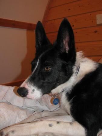 Border Collie for Rehoming for sale in Elgin, Moray - Image 2