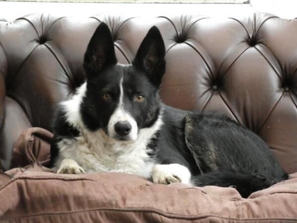 Border Collie for Rehoming for sale in Elgin, Moray - Image 3