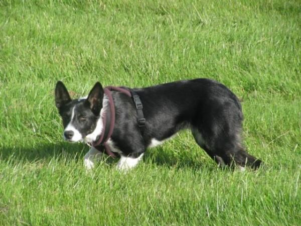 Border Collie for Rehoming for sale in Elgin, Moray - Image 4