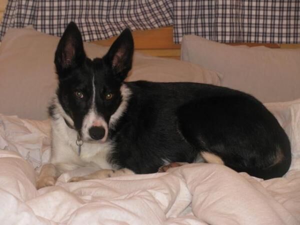 Border Collie for Rehoming for sale in Elgin, Moray - Image 5