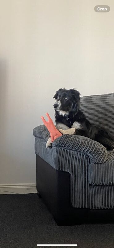 Border collie for sale £400 for sale in Dundee, City of Dundee